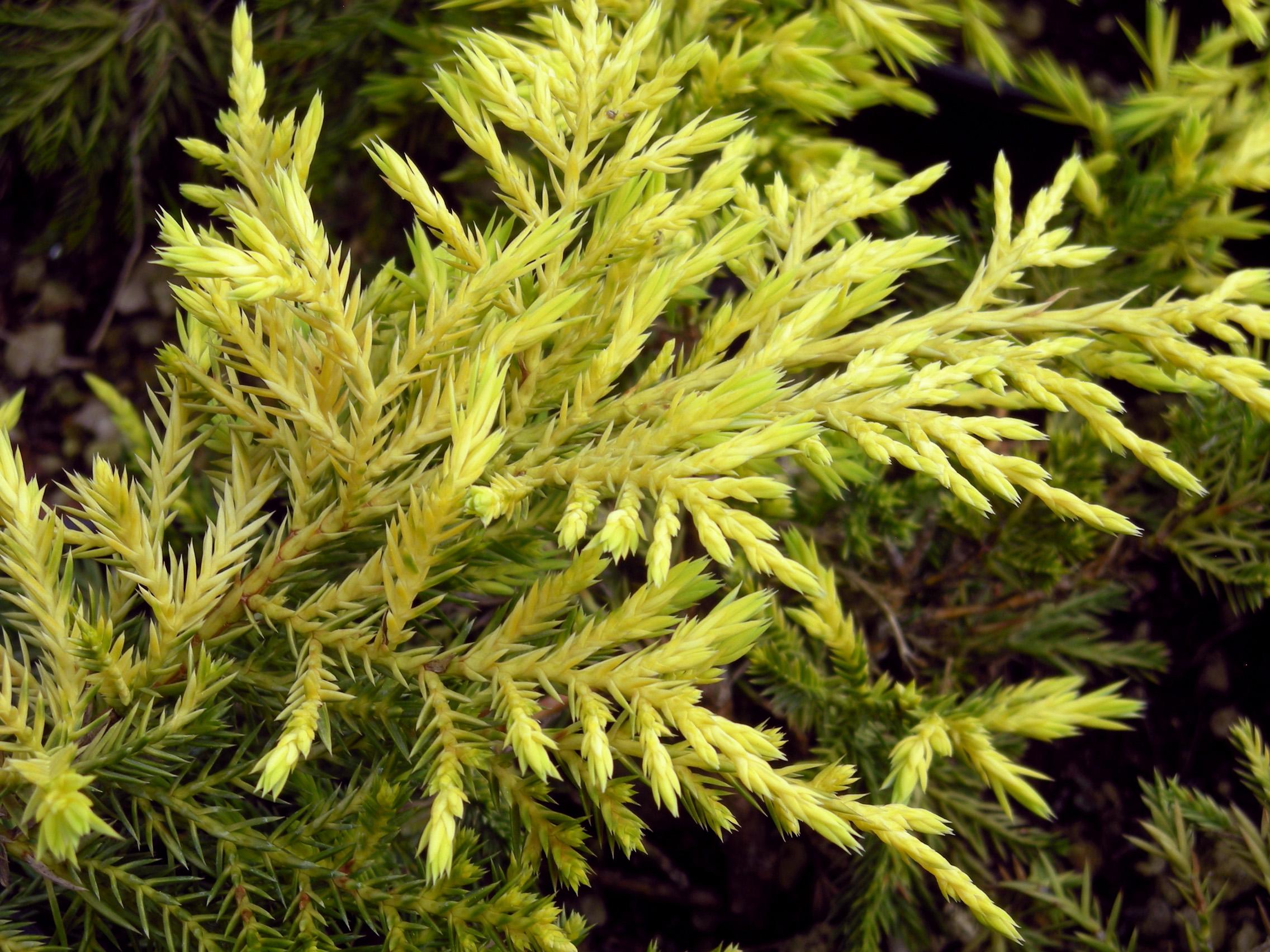 Juniperus pfitzeriana Gold Star 3