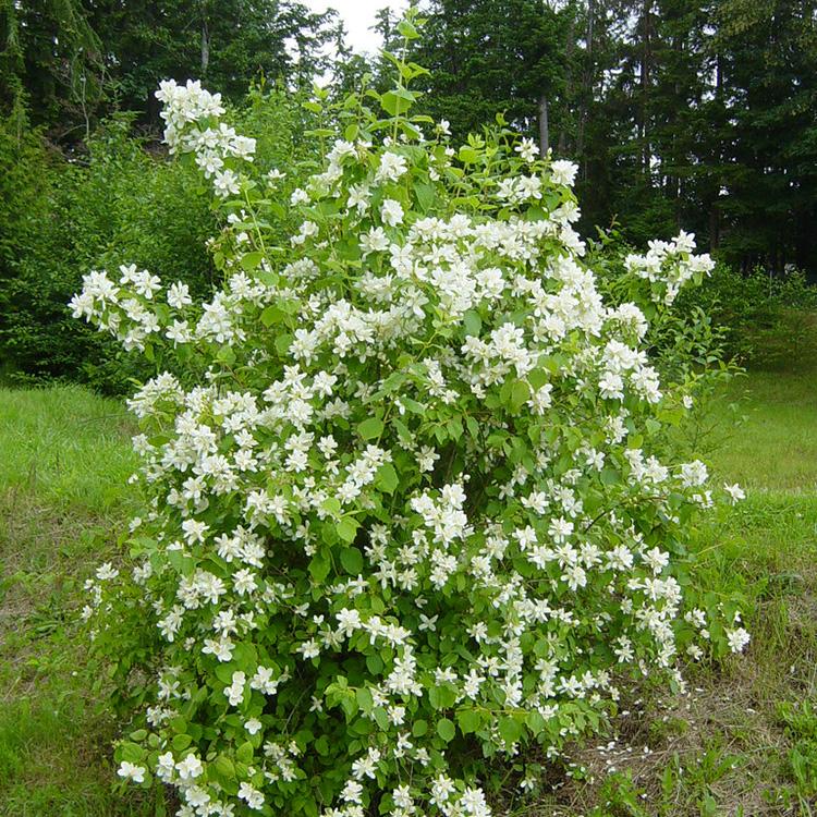 Philadelphus Lemoinei 3