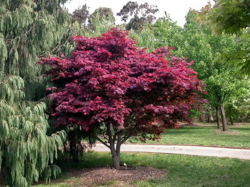 acer palmatum atropurpureum 3