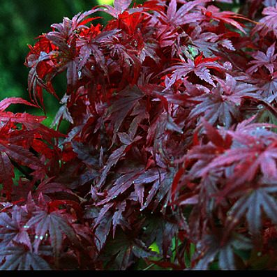 acer palmatum atropurpureum 4