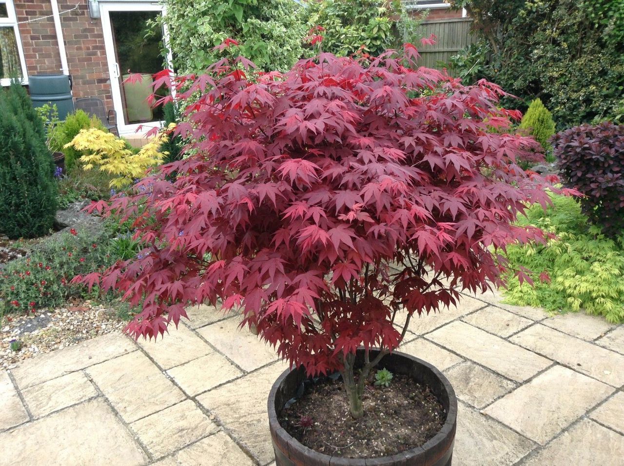 acer palmatum atropurpureum