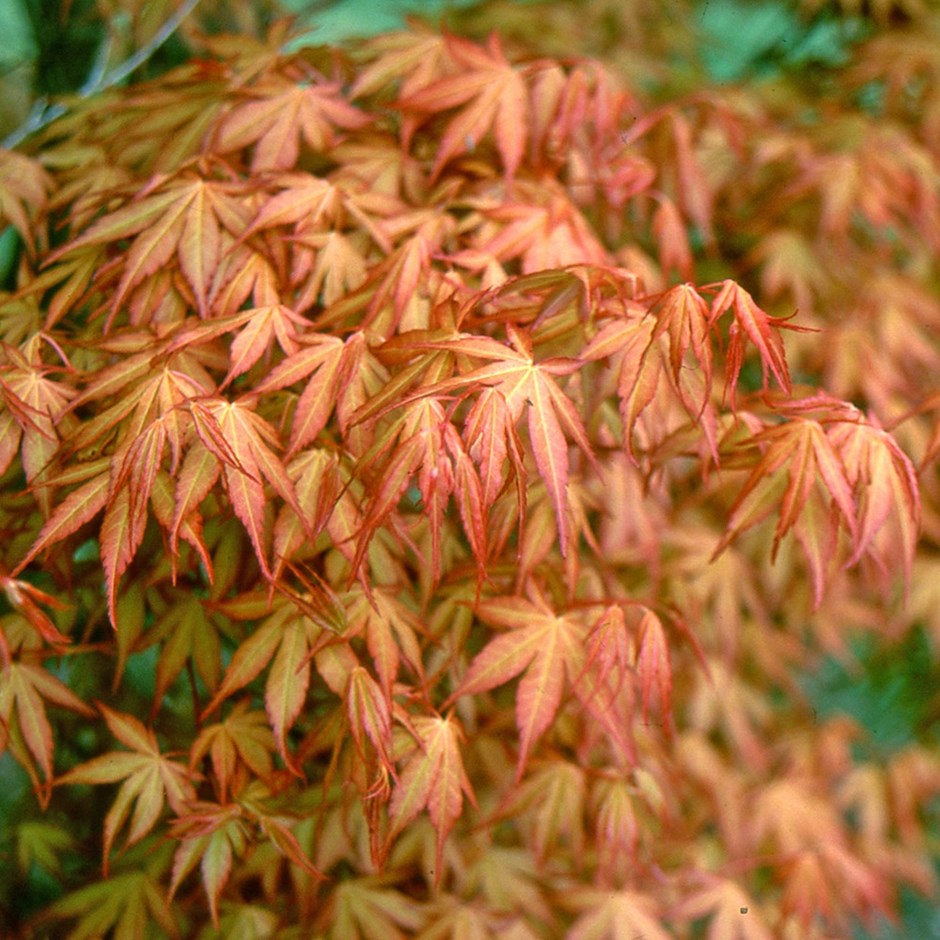 acer palmatum katsura 1