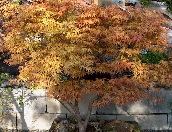 acer palmatum katsura 2