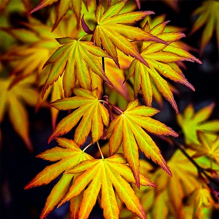 acer palmatum katsura