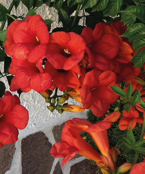 campsis radicans flamenco 1