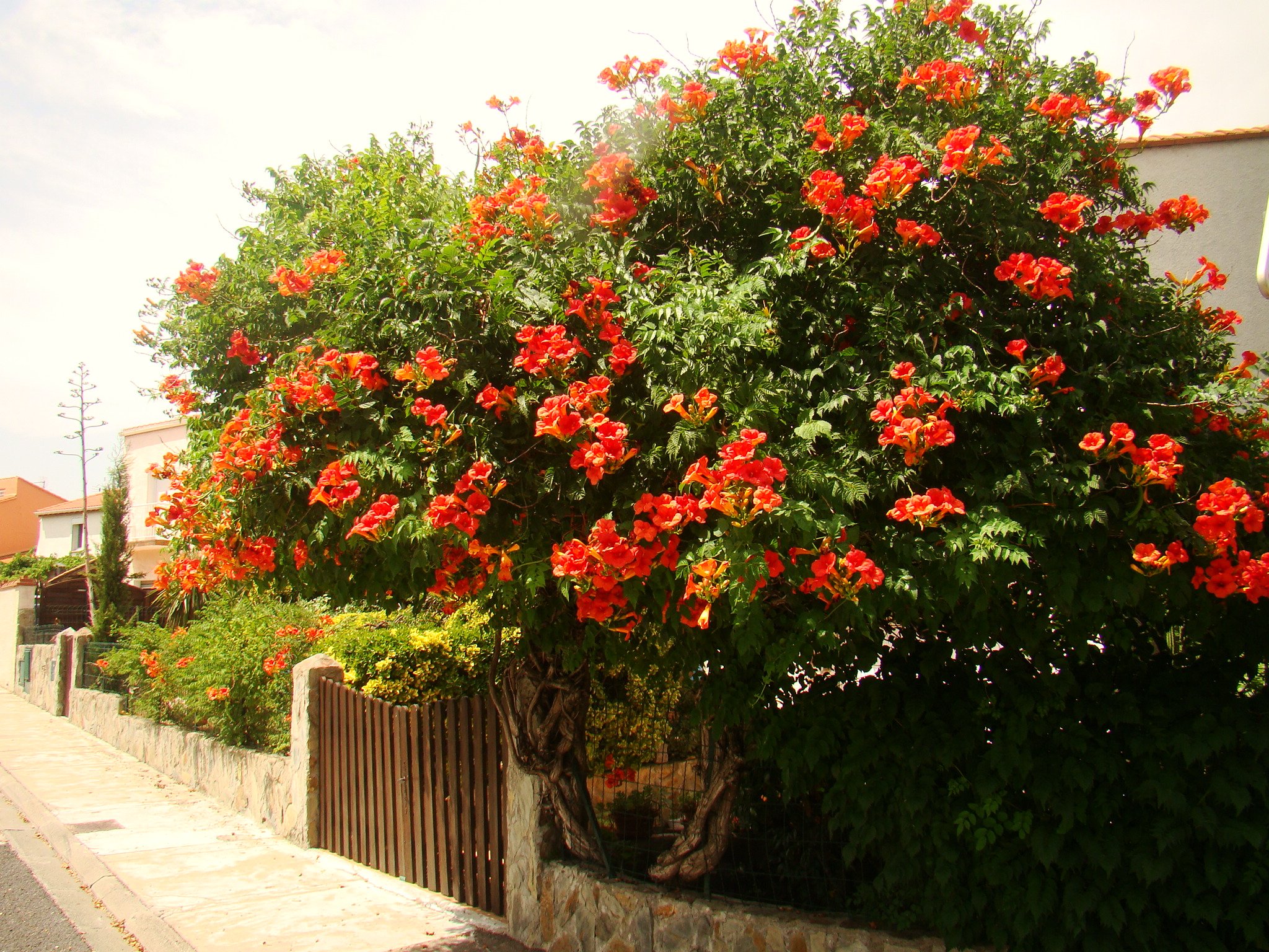 campsis radicans flamenco 2