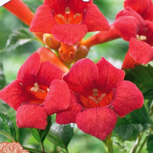 campsis radicans flamenco