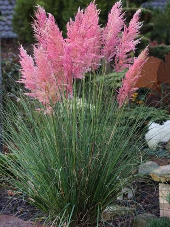 cortaderia selloana rosea 1
