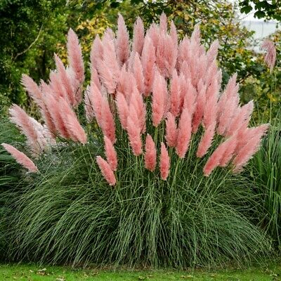 cortaderia selloana rosea 2