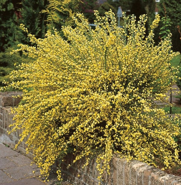 cytisus allgold 1