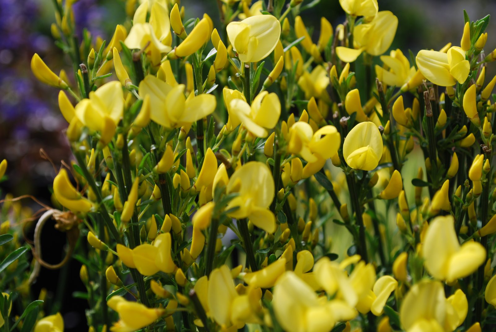 cytisus allgold