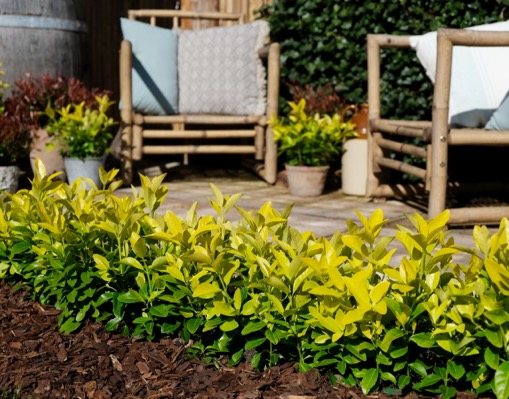 euonymus el dorado 1