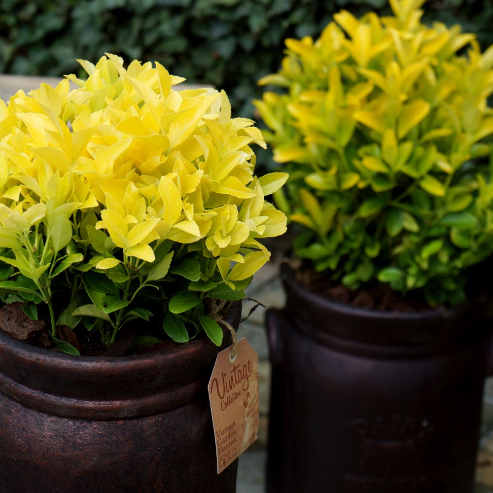 euonymus el dorado 2