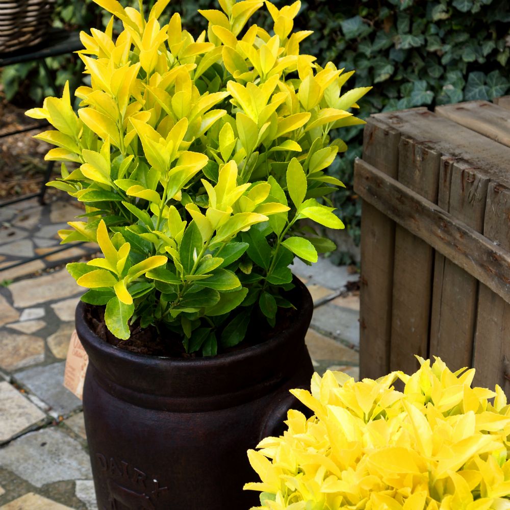 euonymus el dorado