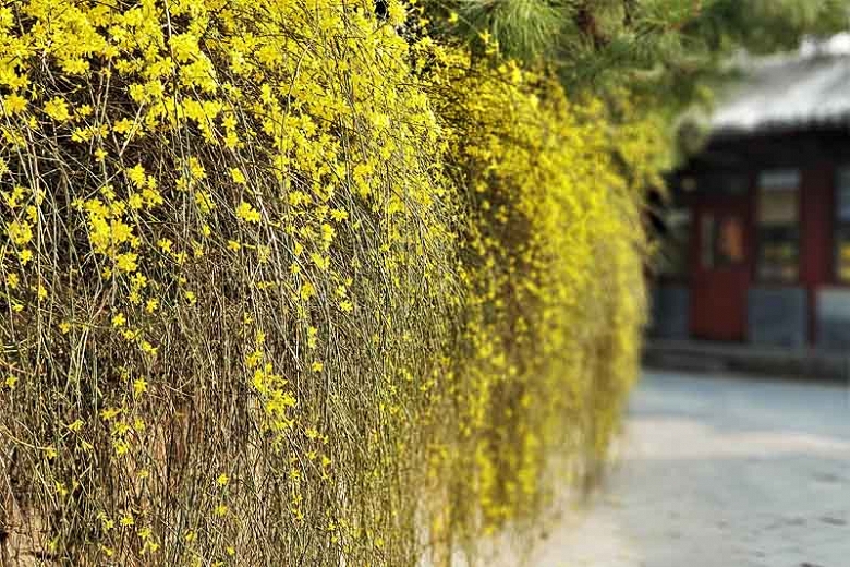 jasminum nudiflorum 1