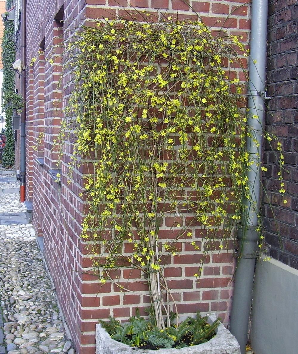 jasminum nudiflorum 2