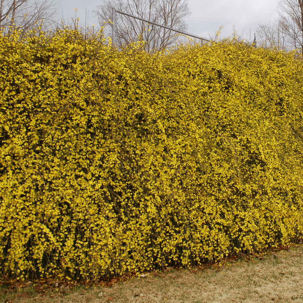 jasminum nudiflorum