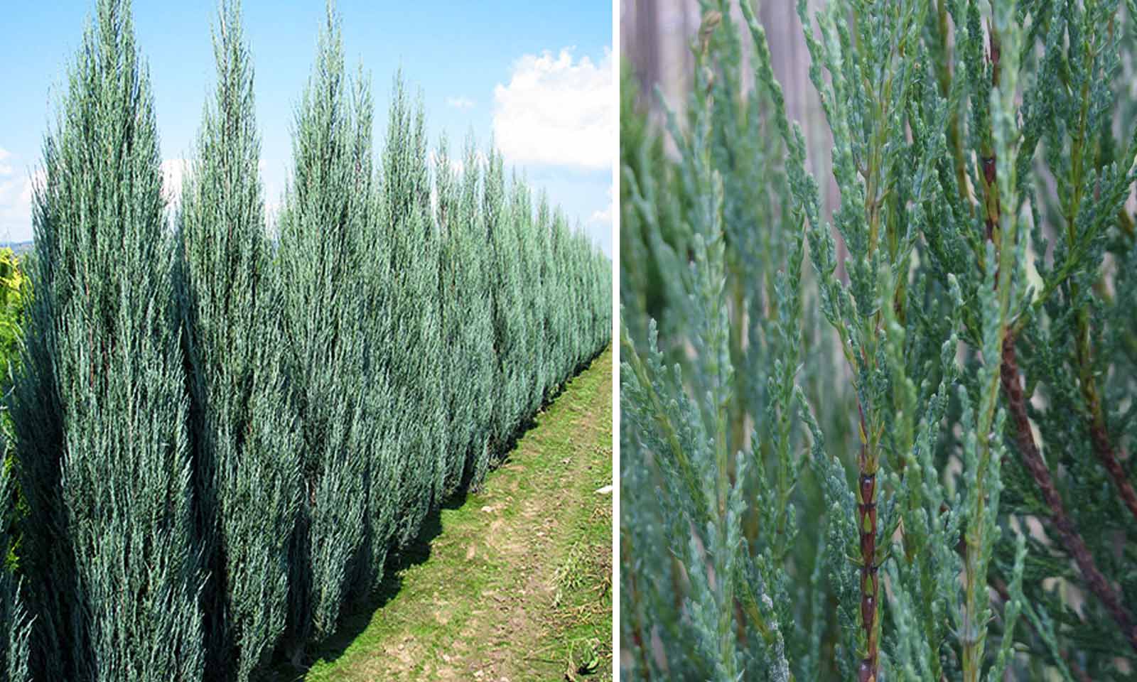 juniperus blue arrow 1
