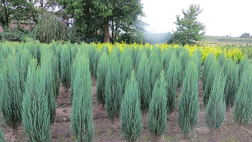 juniperus blue arrow 2