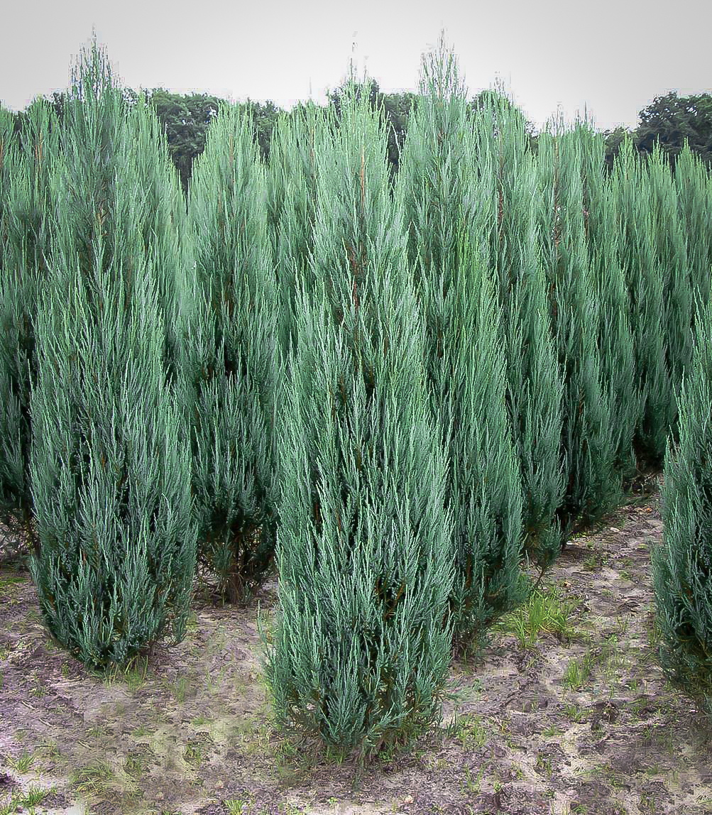 juniperus blue arrow