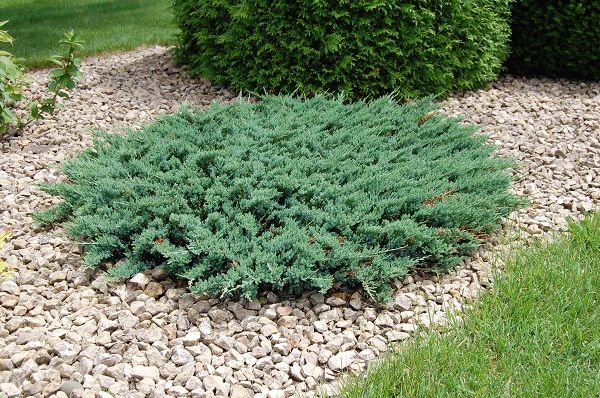 juniperus blue chip 1