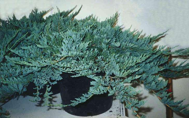 juniperus blue chip 2