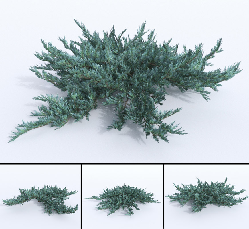 juniperus blue chip