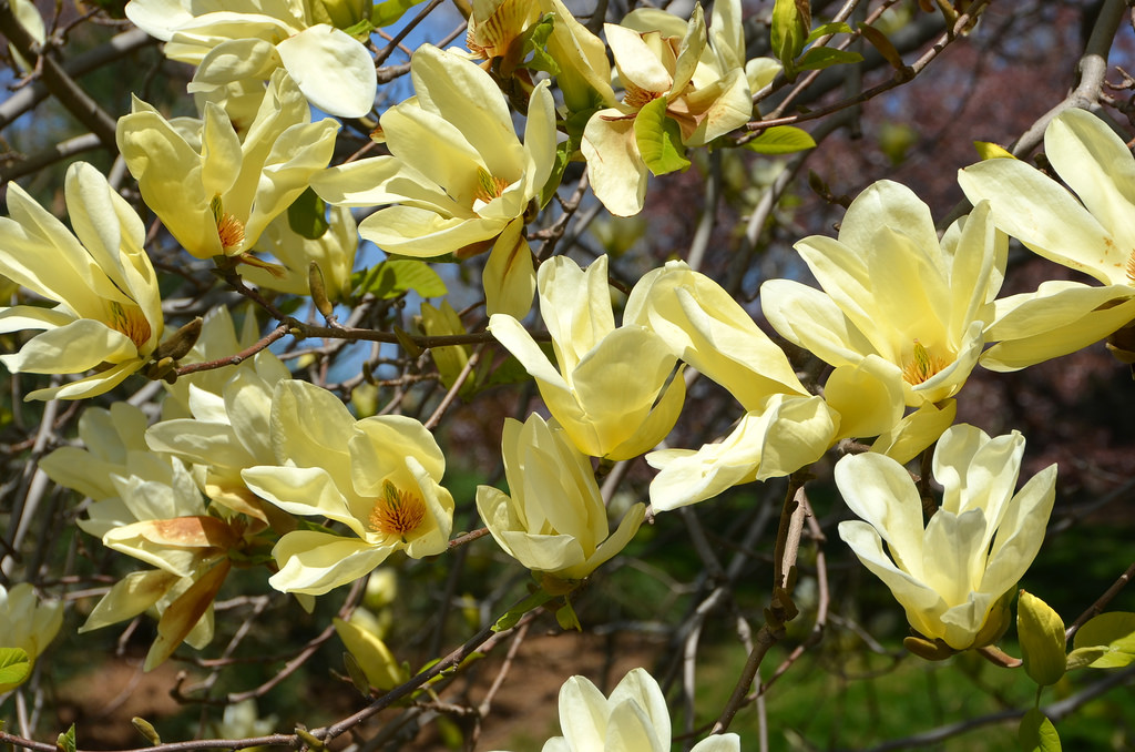 magnolia elizabeth 2