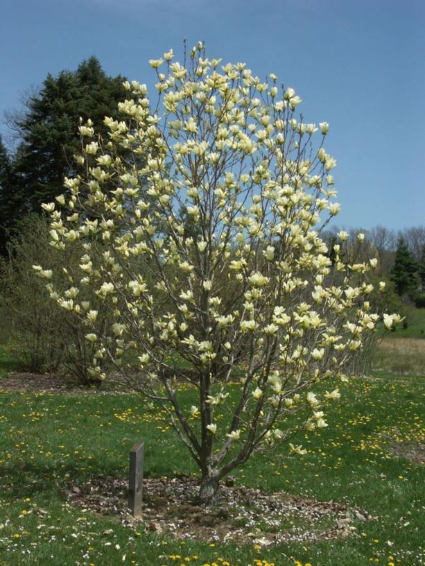 magnolia elizabeth 3