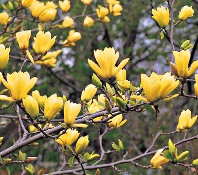 magnolia yellow river 1