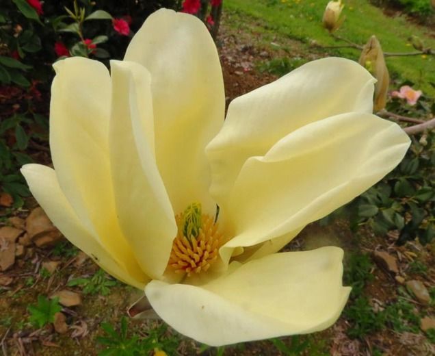 magnolia yellow river