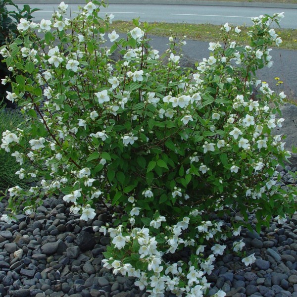 philadelphus lemoinei 1