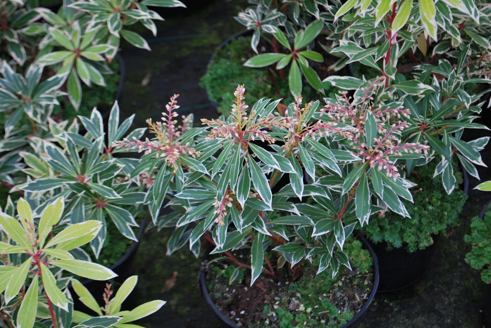 pieris flaming silver 1