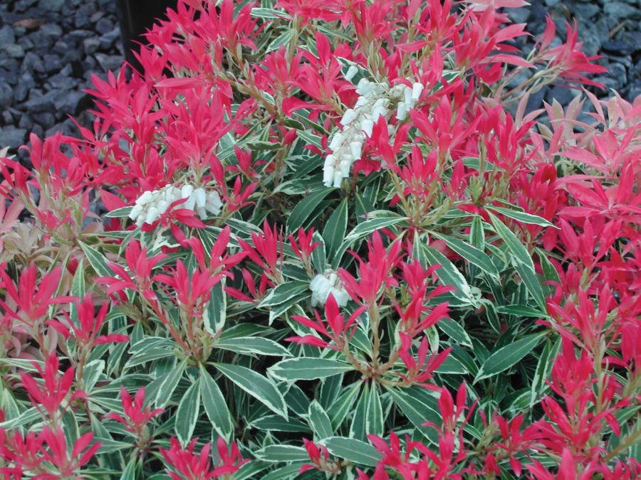 pieris flaming silver 2