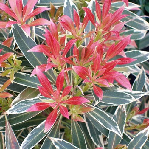 pieris flaming silver