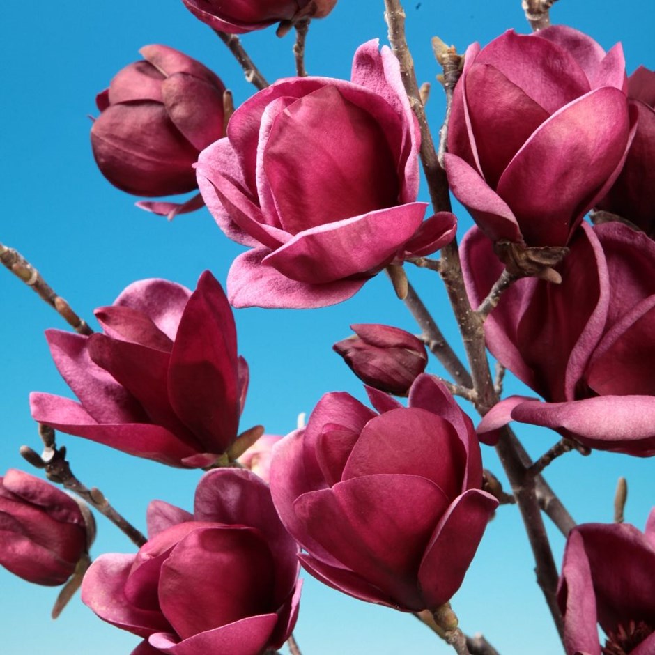 magnolia genie 1