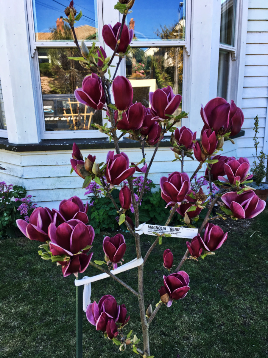 magnolia genie 2