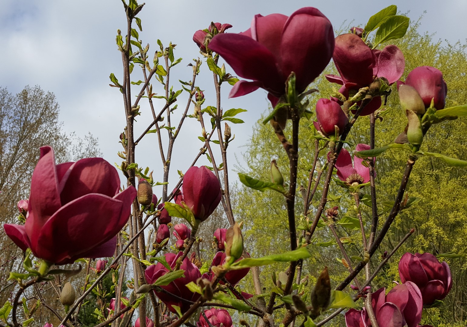 magnolia genie