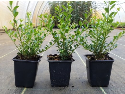 Ilex crenata Glory Gem 3