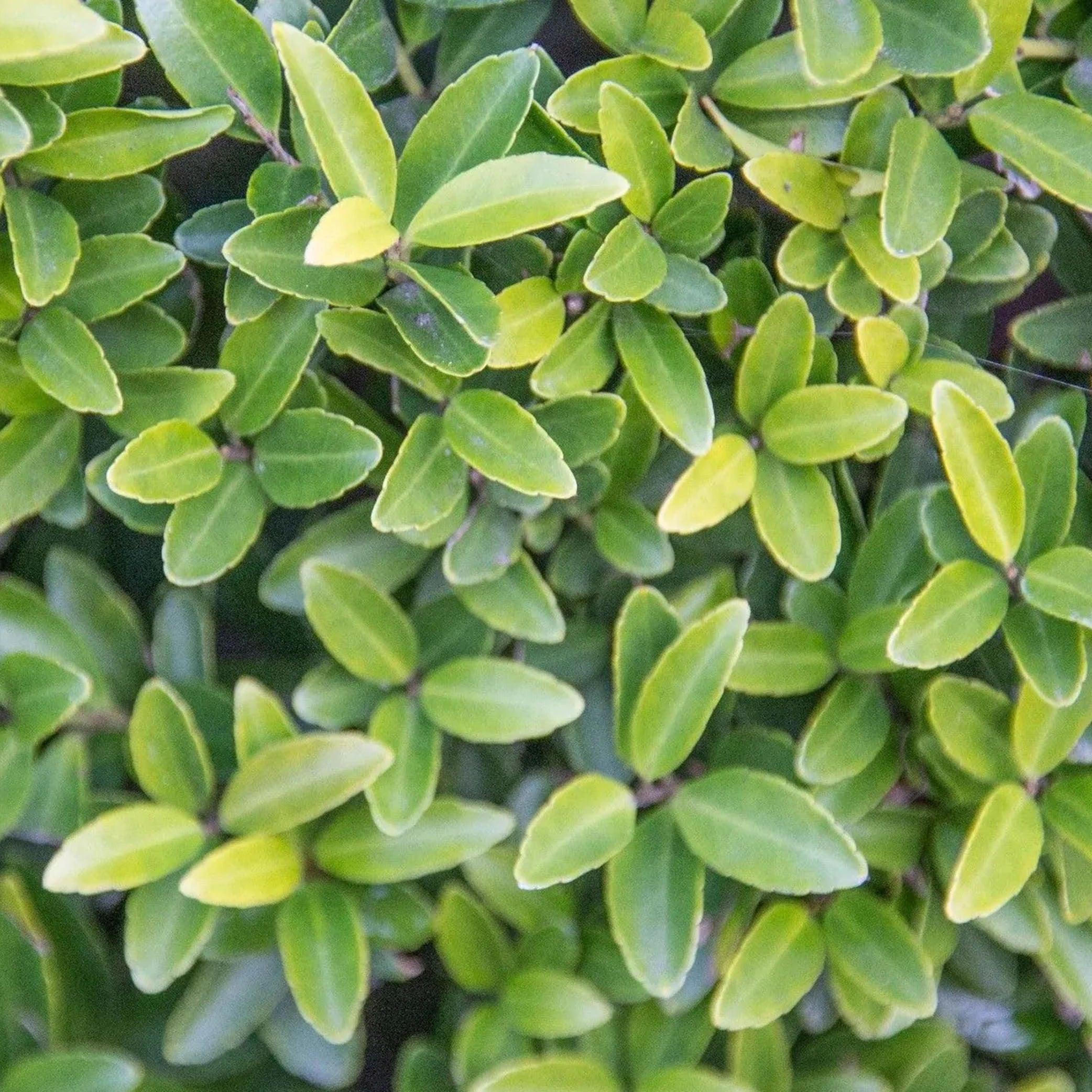 Ilex crenata Glory Gem