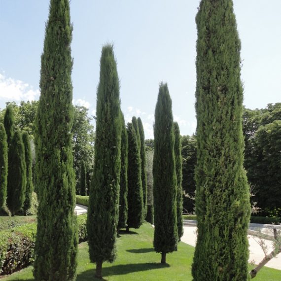 cupressus sempervirens stricta 1