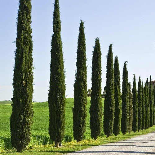 cupressus sempervirens stricta 2