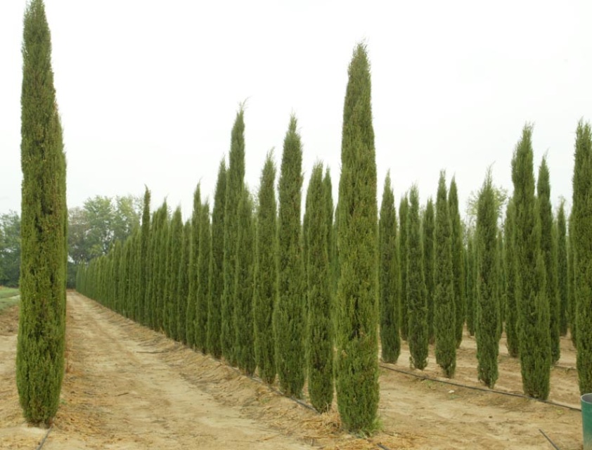 cupressus sempervirens stricta