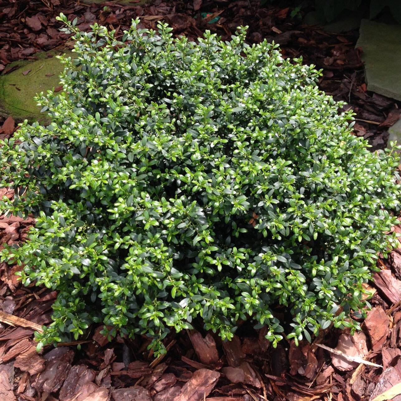 ilex crenata glory gem2