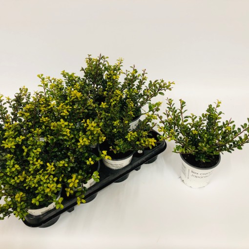 ilex glory gem