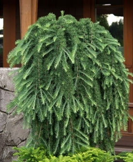 larix kaempferi pendula 1