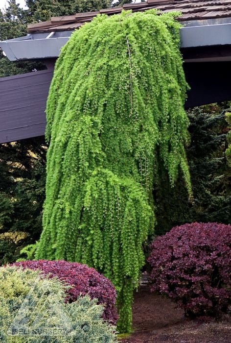 larix kaempferi pendula