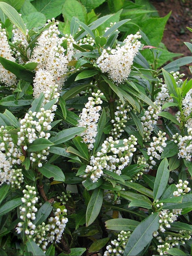 prunus laurocerasus gajo 1