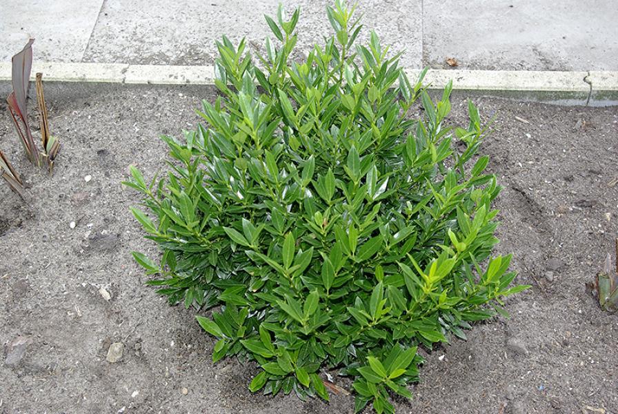 prunus laurocerasus gajo 2