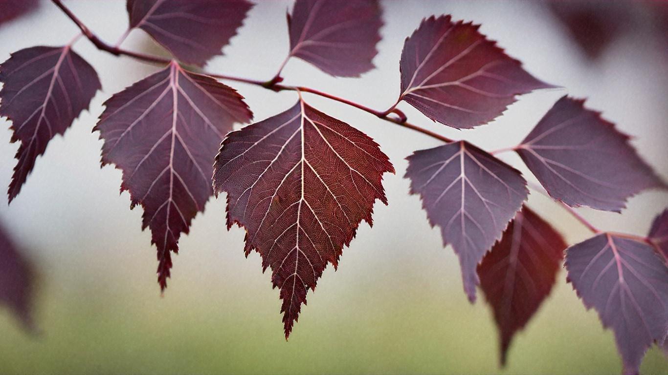Betula pendula Purpurea3